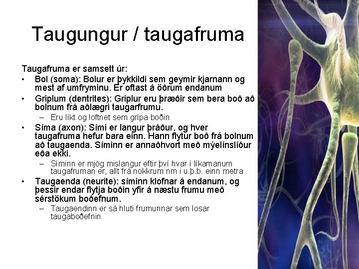 Taugungur / taugafruma Taugafruma er samsett úr: • Bol (soma): Bolur er þykkildi sem
