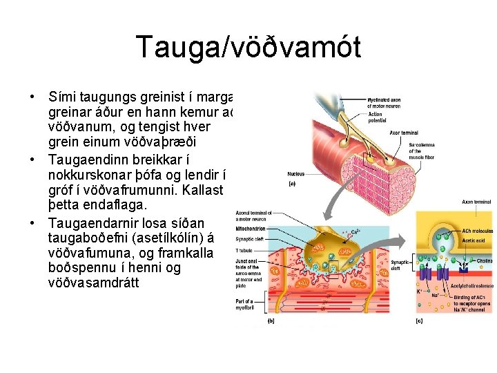 Tauga/vöðvamót • Sími taugungs greinist í margar greinar áður en hann kemur að vöðvanum,