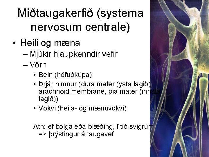 Miðtaugakerfið (systema nervosum centrale) • Heili og mæna – Mjúkir hlaupkenndir vefir – Vörn