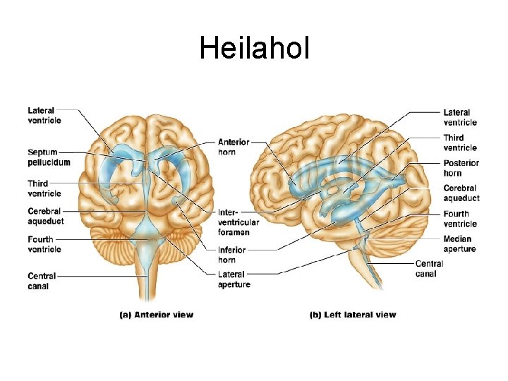 Heilahol 