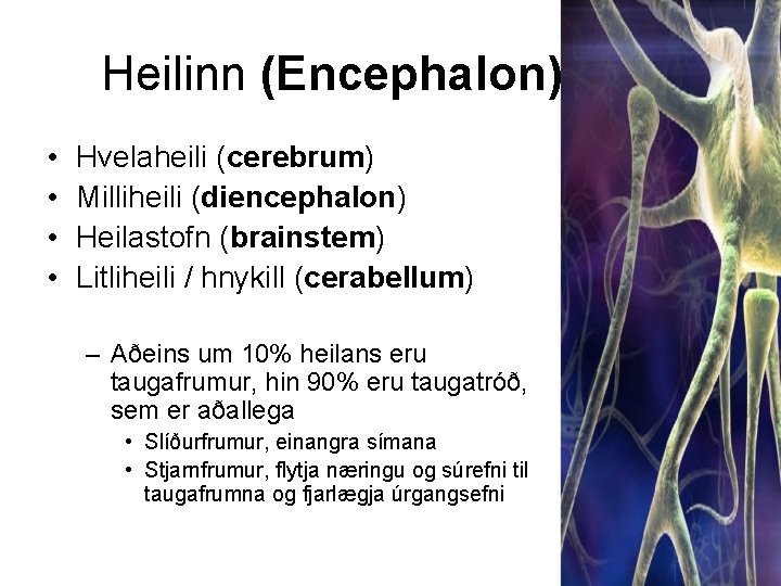 Heilinn (Encephalon) • • Hvelaheili (cerebrum) Milliheili (diencephalon) Heilastofn (brainstem) Litliheili / hnykill (cerabellum)