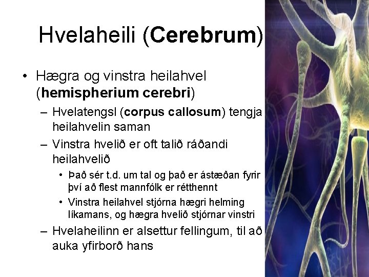 Hvelaheili (Cerebrum) • Hægra og vinstra heilahvel (hemispherium cerebri) – Hvelatengsl (corpus callosum) tengja