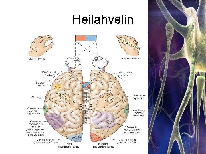 Heilahvelin 