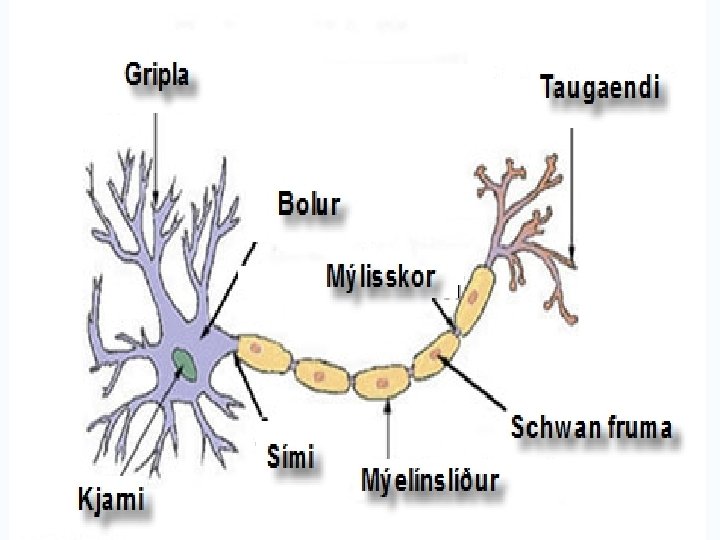 Taugafruma 