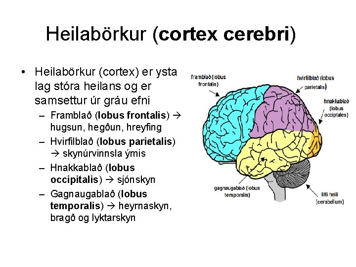 Heilabörkur (cortex cerebri) • Heilabörkur (cortex) er ysta lag stóra heilans og er samsettur