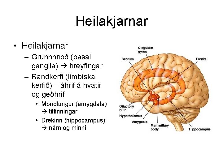 Heilakjarnar • Heilakjarnar – Grunnhnoð (basal ganglia) hreyfingar – Randkerfi (limbíska kerfið) – áhrif