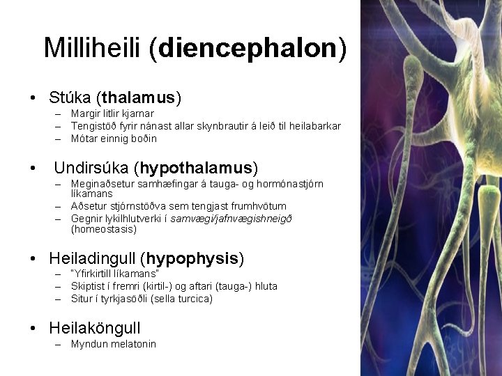 Milliheili (diencephalon) • Stúka (thalamus) – Margir litlir kjarnar – Tengistöð fyrir nánast allar