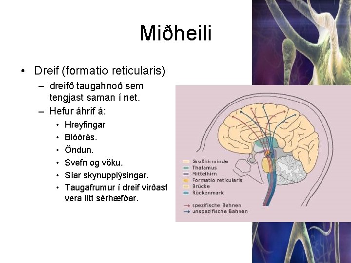 Miðheili • Dreif (formatio reticularis) – dreifð taugahnoð sem tengjast saman í net. –