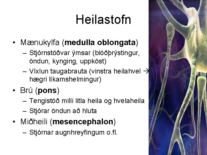 Heilastofn • Mænukylfa (medulla oblongata) – Stjórnstöðvar ýmsar (blóðþrýstingur, öndun, kynging, uppköst) – Víxlun