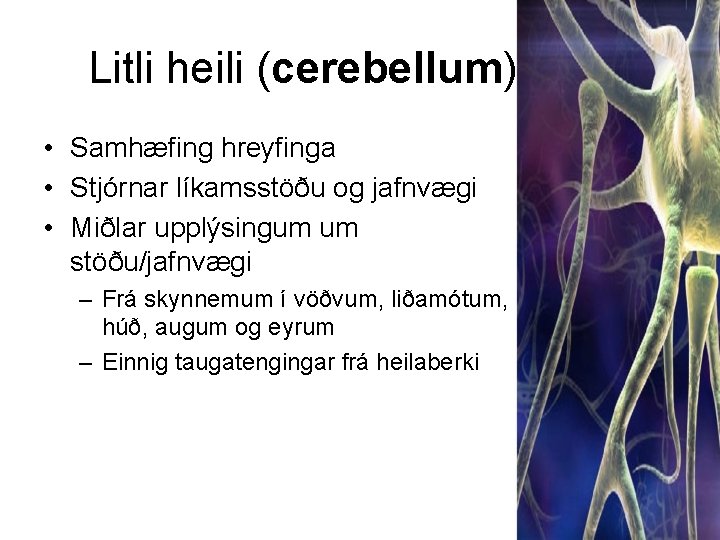 Litli heili (cerebellum) • Samhæfing hreyfinga • Stjórnar líkamsstöðu og jafnvægi • Miðlar upplýsingum