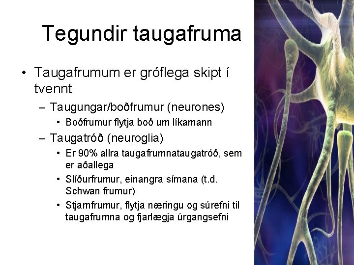 Tegundir taugafruma • Taugafrumum er gróflega skipt í tvennt – Taugungar/boðfrumur (neurones) • Boðfrumur