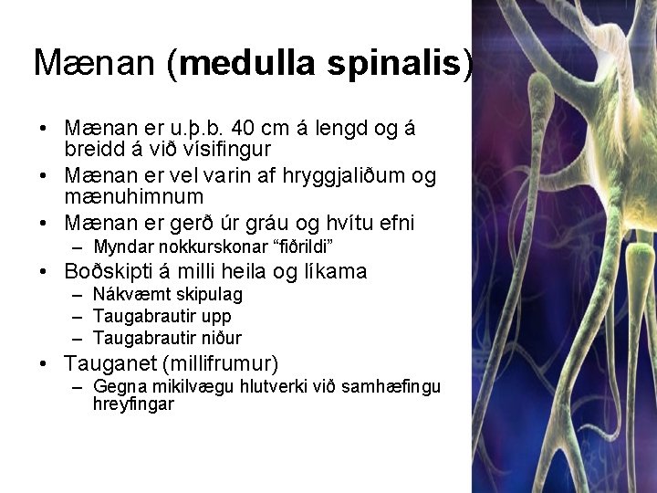 Mænan (medulla spinalis) • Mænan er u. þ. b. 40 cm á lengd og