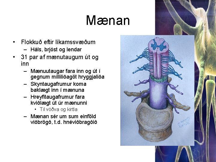 Mænan • Flokkuð eftir líkamssvæðum – Háls, brjóst og lendar • 31 par af