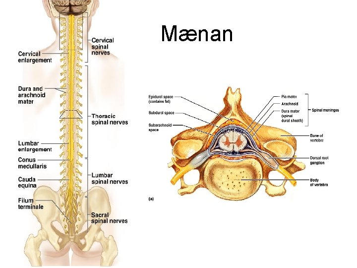 Mænan 