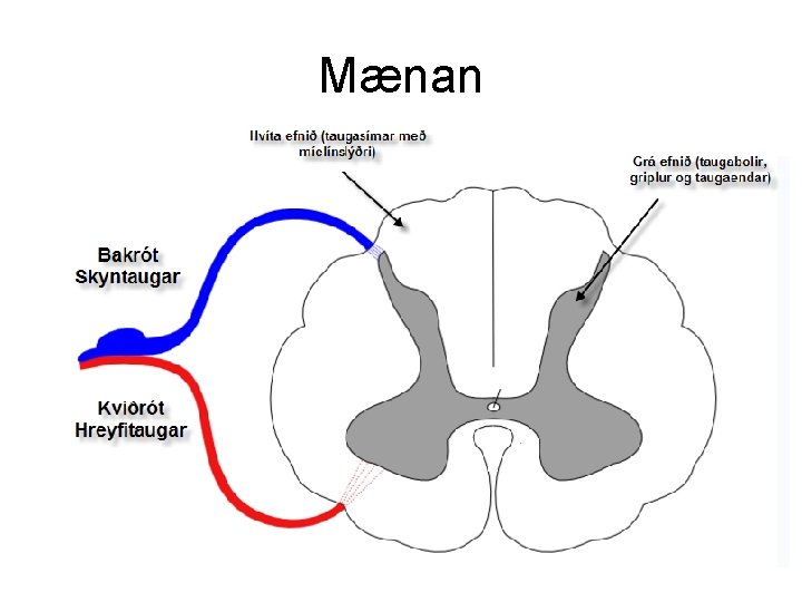 Mænan 