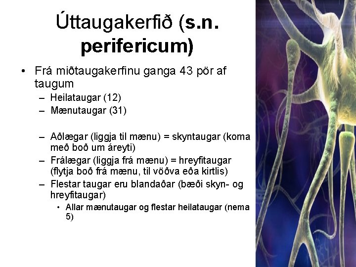 Úttaugakerfið (s. n. perifericum) • Frá miðtaugakerfinu ganga 43 pör af taugum – Heilataugar