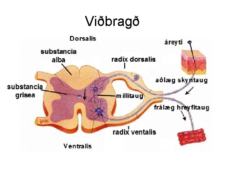 Viðbragð 