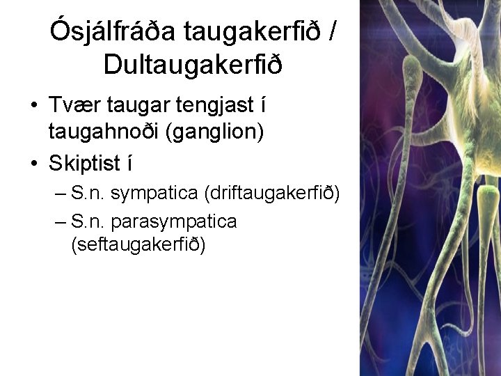 Ósjálfráða taugakerfið / Dultaugakerfið • Tvær taugar tengjast í taugahnoði (ganglion) • Skiptist í