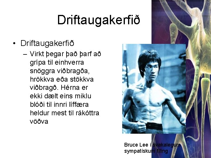 Driftaugakerfið • Driftaugakerfið – Virkt þegar það þarf að grípa til einhverra snöggra viðbragða,