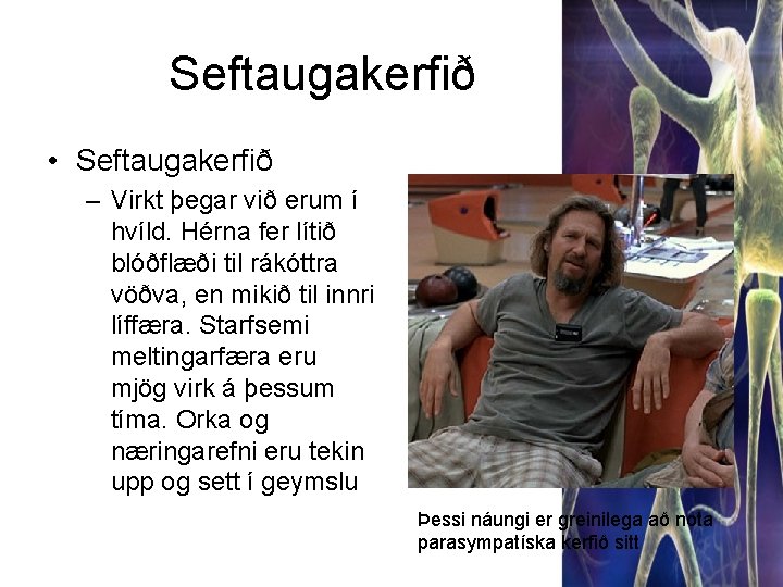 Seftaugakerfið • Seftaugakerfið – Virkt þegar við erum í hvíld. Hérna fer lítið blóðflæði