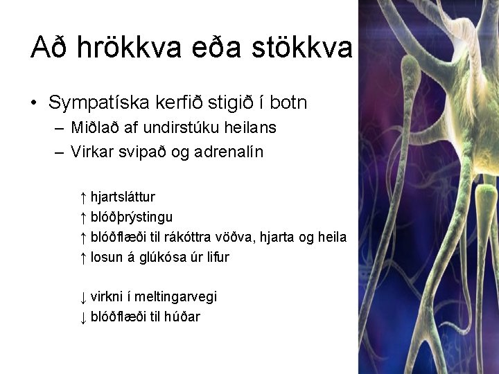 Að hrökkva eða stökkva • Sympatíska kerfið stigið í botn – Miðlað af undirstúku