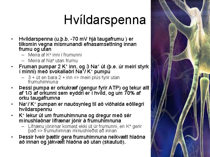 Hvíldarspenna • Hvíldarspenna (u. þ. b. -70 m. V hjá taugafrumu ) er tilkomin