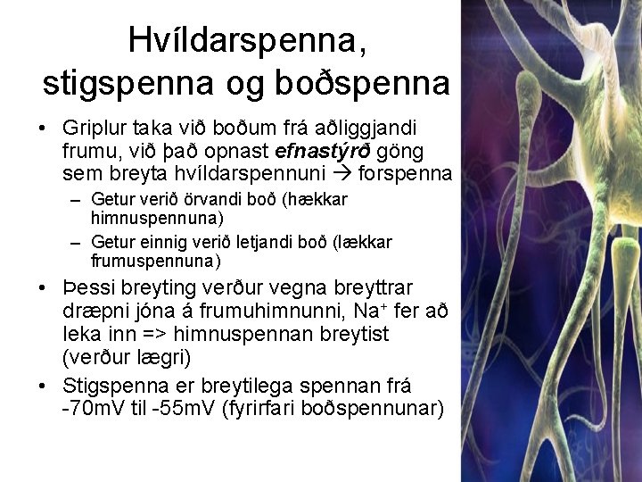 Hvíldarspenna, stigspenna og boðspenna • Griplur taka við boðum frá aðliggjandi frumu, við það