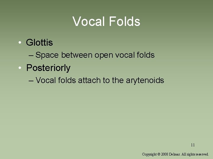 Vocal Folds • Glottis – Space between open vocal folds • Posteriorly – Vocal