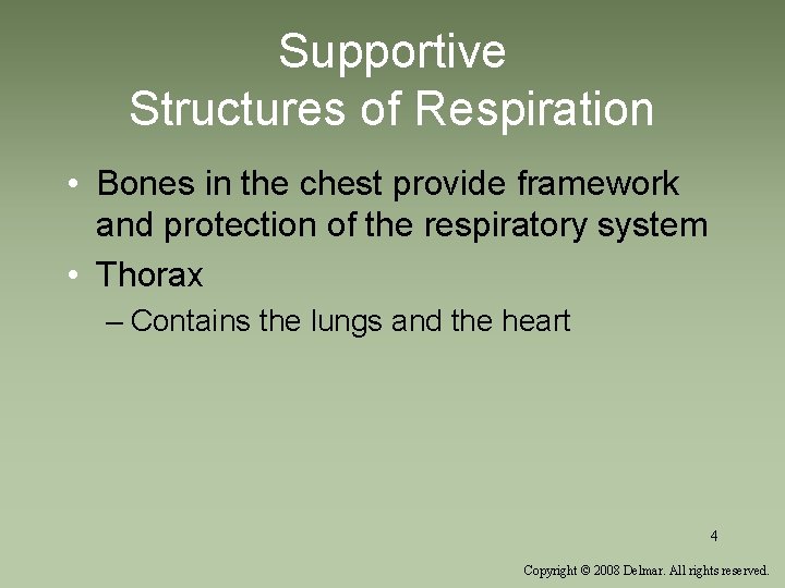 Supportive Structures of Respiration • Bones in the chest provide framework and protection of