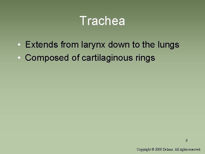 Trachea • Extends from larynx down to the lungs • Composed of cartilaginous rings