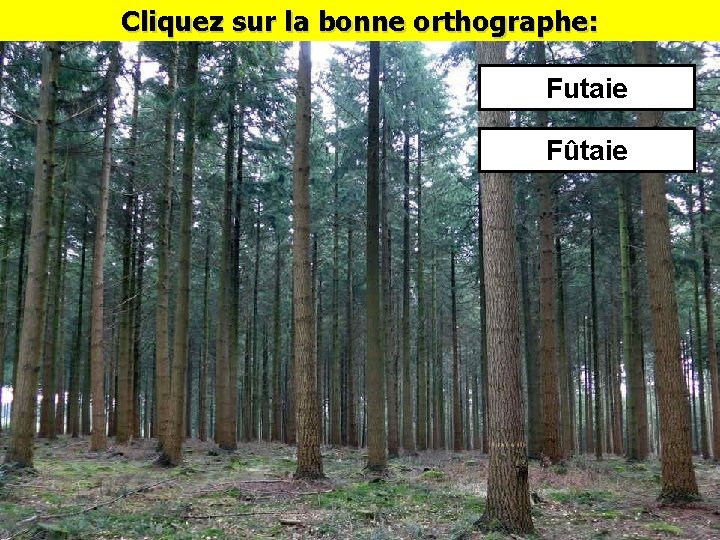 Cliquez sur la bonne orthographe: Futaie Fûtaie 