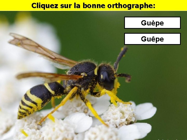 Cliquez sur la bonne orthographe: Guèpe Guêpe 