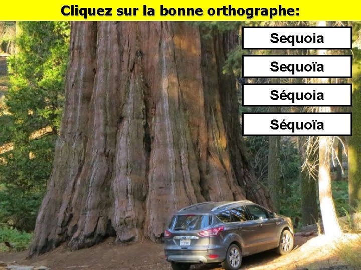 Cliquez sur la bonne orthographe: Sequoia Sequoïa Séquoia Séquoïa 