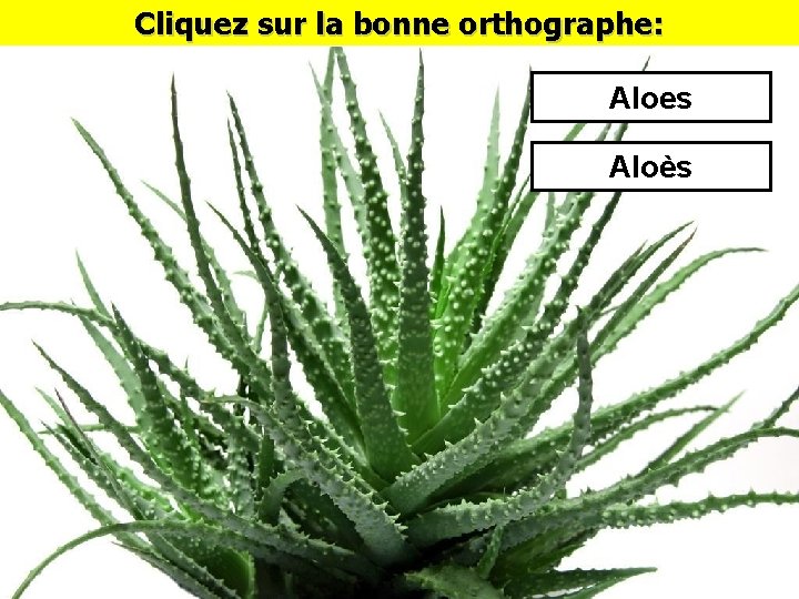 Cliquez sur la bonne orthographe: Aloes Aloès 