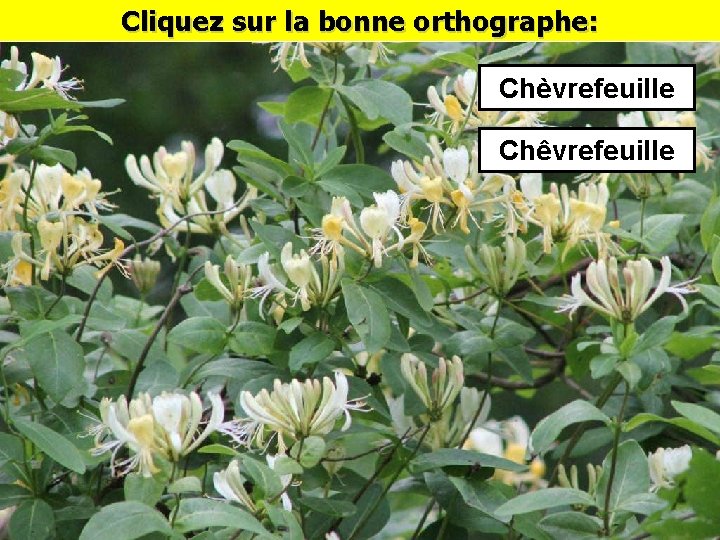 Cliquez sur la bonne orthographe: Chèvrefeuille Chêvrefeuille 