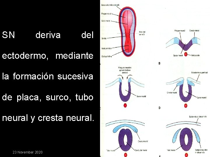 SN deriva del ectodermo, mediante la formación sucesiva de placa, surco, tubo neural y
