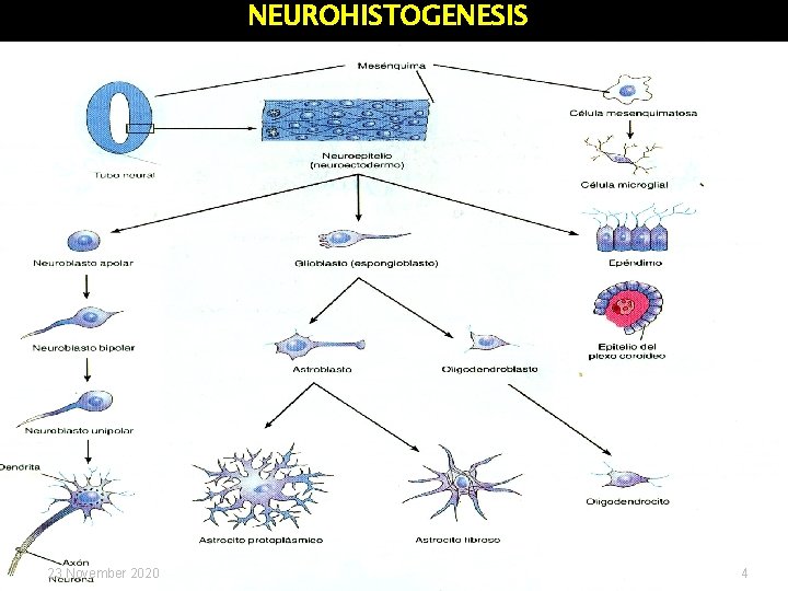 NEUROHISTOGENESIS 23 November 2020 4 