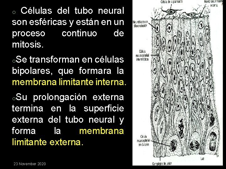 Células del tubo neural son esféricas y están en un proceso continuo de mitosis.