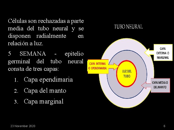 Células son rechazadas a parte media del tubo neural y se disponen radialmente en