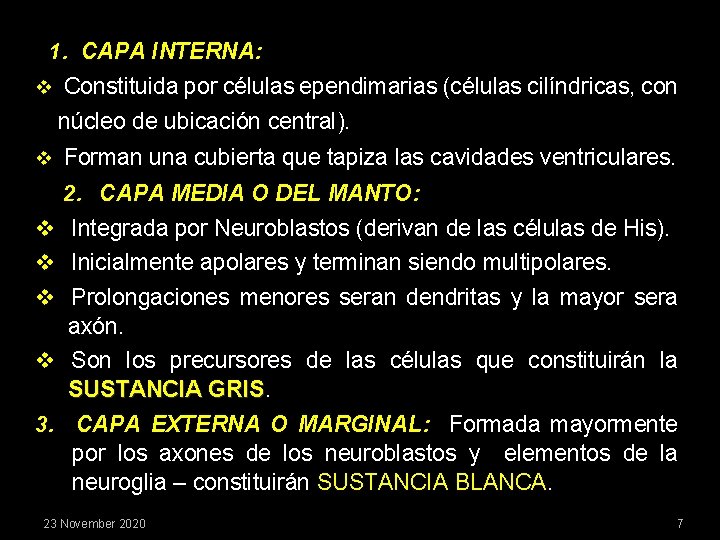 1. CAPA INTERNA: v Constituida por células ependimarias (células cilíndricas, con núcleo de ubicación