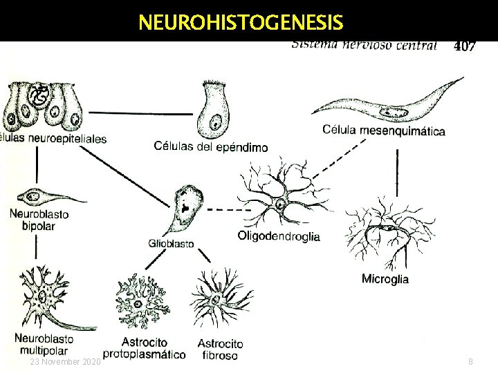 NEUROHISTOGENESIS 23 November 2020 8 