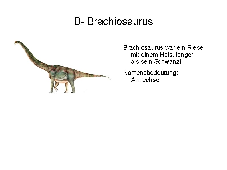 B- Brachiosaurus war ein Riese mit einem Hals, länger als sein Schwanz! Namensbedeutung: Armechse