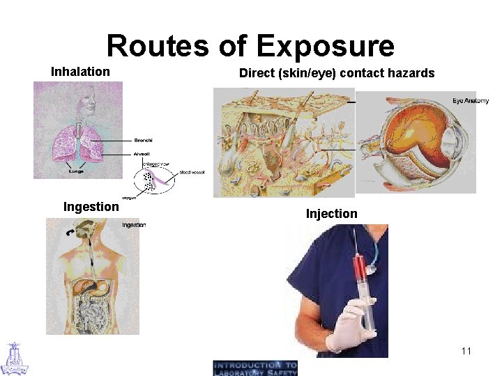 Routes of Exposure Inhalation Ingestion Direct (skin/eye) contact hazards Injection 11 