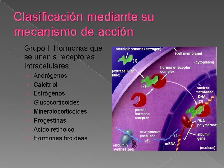 Clasificación mediante su mecanismo de acción Grupo I. Hormonas que se unen a receptores