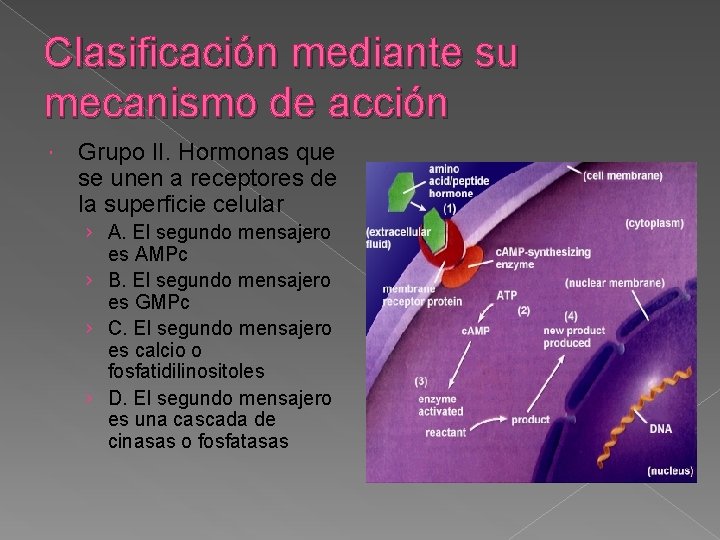 Clasificación mediante su mecanismo de acción Grupo II. Hormonas que se unen a receptores