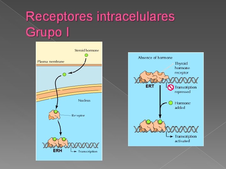 Receptores intracelulares Grupo I ERT ERH 