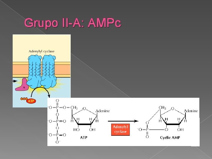 Grupo II-A: AMPc 