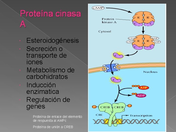 Proteína cinasa A Esteroidogénesis Secreción o transporte de iones Metabolismo de carbohidratos Inducción enzimatica