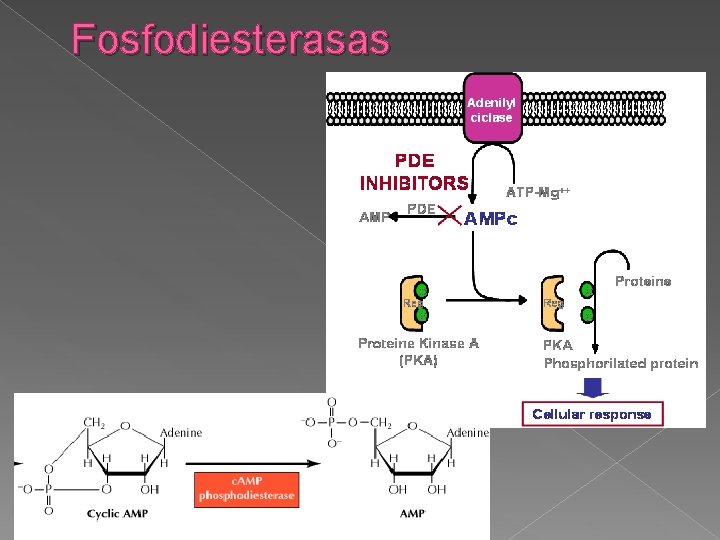 Fosfodiesterasas 