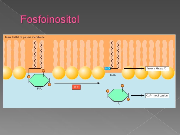 Fosfoinositol 